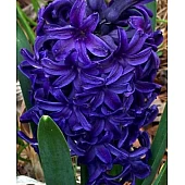 Гиацинт Peter Stuyvesant