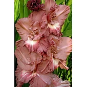 Гладіолус великоквітковий Chocolate (Чоколет)