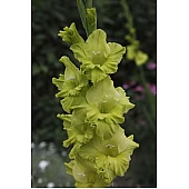 Гладіолус великоквітковий Evergeen (Евергрін)