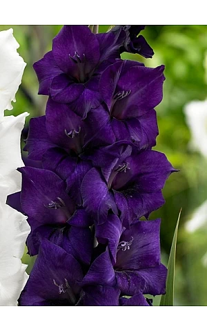 Гладіолус великоквітковий Purple Flora (Перпл Флора)