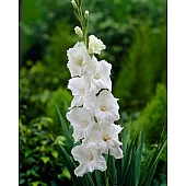 Гладиолус крупноцветковый White Prosperity (Вайт Просперити)