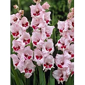 Гладиолус крупноцветковый Wine and Roses (Вайн энд Роузес)