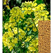 Горчица Белая 