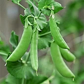 Горох Овощной Амалфи  Syngenta