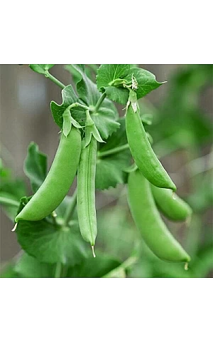Горох Овощной Амалфи  Syngenta
