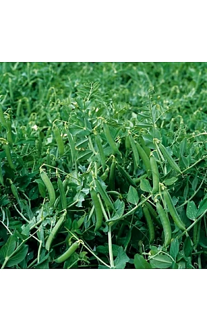 Горох Овощной Чергуи  Syngenta