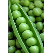 Горох Овощной Норверт  Syngenta