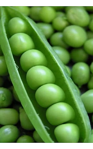 Горох Овощной Норверт  Syngenta
