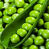 Горох Овощной Олинда  Syngenta