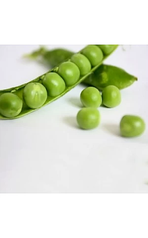 Горох Овощной Сабрина  Syngenta