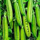 Горох Овощной Трофи  Syngenta