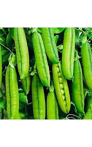Горох Овощной Трофи  Syngenta