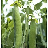 Горох Овощной Зонда  Syngenta