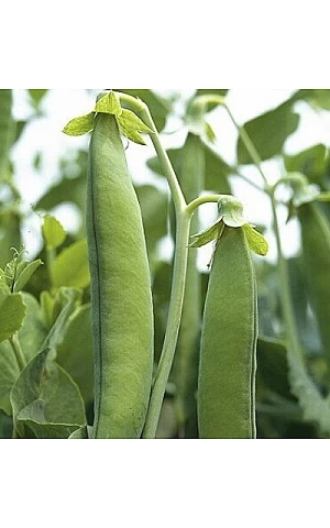 Горох Овощной Зонда  Syngenta