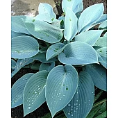 Хоста Canadian Blue (Канадиан Блу)