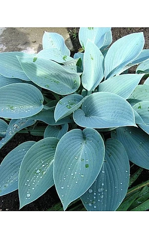 Хоста Canadian Blue (Канадиан Блу)