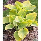 Хоста Dutch Flame (Датч Флейм)