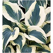 Хоста Firn Line (Фирн Лайн)