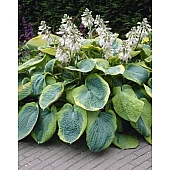 Хоста Frances Williams (Френсис Вильямс)