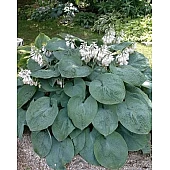 Хоста Sieboldiana (Зибольда)