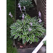Хоста Undulata Albomarginata (Ундулата Альбомаргіната)