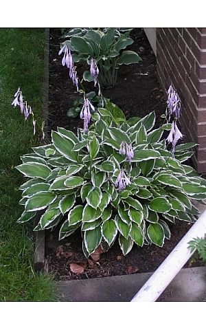 Хоста Undulata Albomarginata (Ундулата Альбомаргіната)