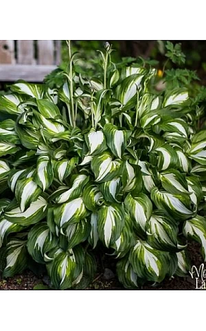 Хоста Undulata Mediovariegata (Ундулата Медіоваріегата)