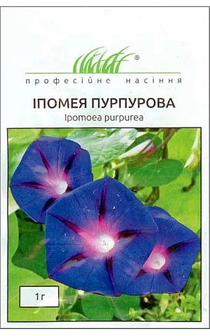 Ипомея пурпурная 