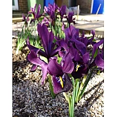 Ірис Reatoculata JS Dijt