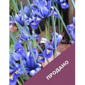 Ирис Reatoculata Joyce