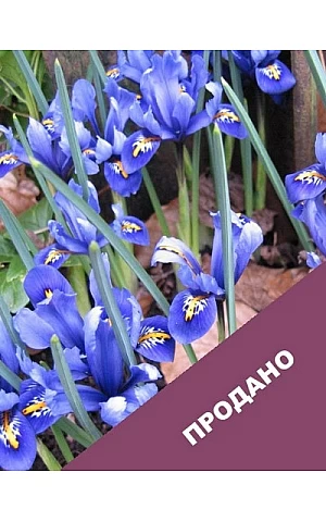 Ірис Reatoculata Joyce