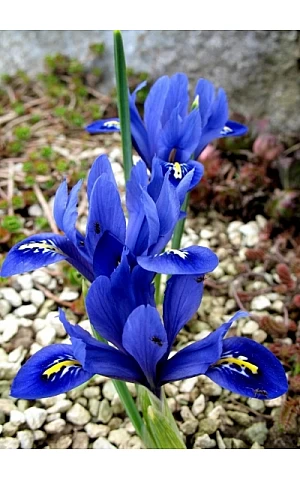 Ірис Reatoculata Pixie