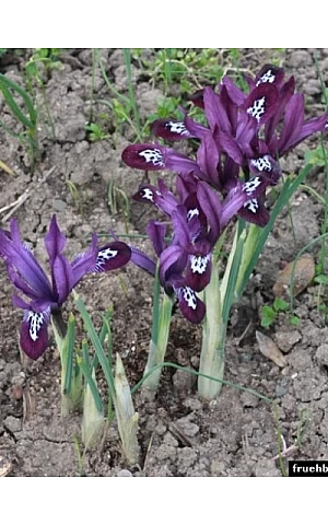 Ірис Reatoculata Purple Gem