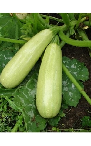 Кабачок Делрани F1  Wing Seed