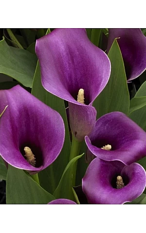 Калла Amethyst