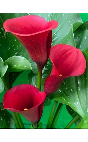 Калла Majestic Red