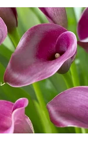 Калла Purple Sensation