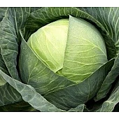 Капуста Белокочанная Эпикур F1  Syngenta