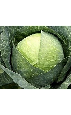 Капуста Белокочанная Эпикур F1  Syngenta