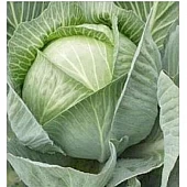 Капуста белокочанная Мандарин F1  Clause