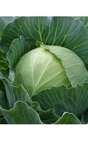 Капуста Белокочанная Мирор F1  Syngenta