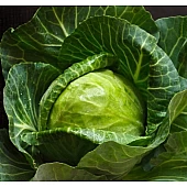 Капуста Белокочанная Продикус F1  Syngenta