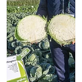 Капуста белокочанная Рингтон F1  Syngenta
