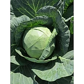 Капуста Білокачанна Янісоль 