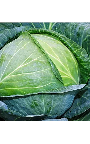 Капуста Белокочанная Зелонор  Syngenta