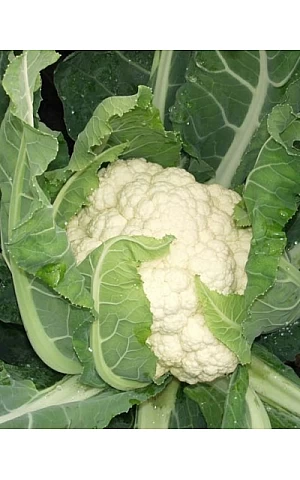 Капуста Цветная Кул  Syngenta