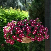 Катарантус ампельний Mediterranean Burgundy Halo