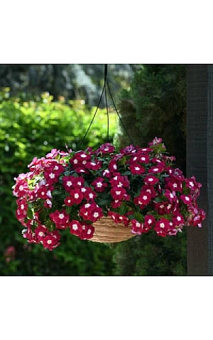 Катарантус ампельный Mediterranean Burgundy Halo