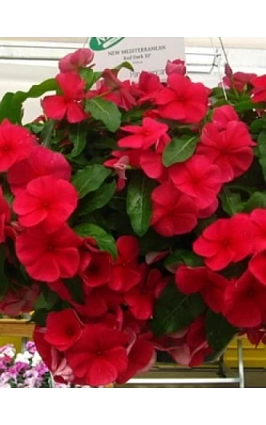 Катарантус ампельный Mediterranean Dark Red