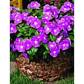 Катарантус ампельний Mediterranean Deep Orchid